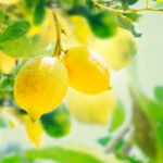 Lemon 4-Fold Super Concentrate