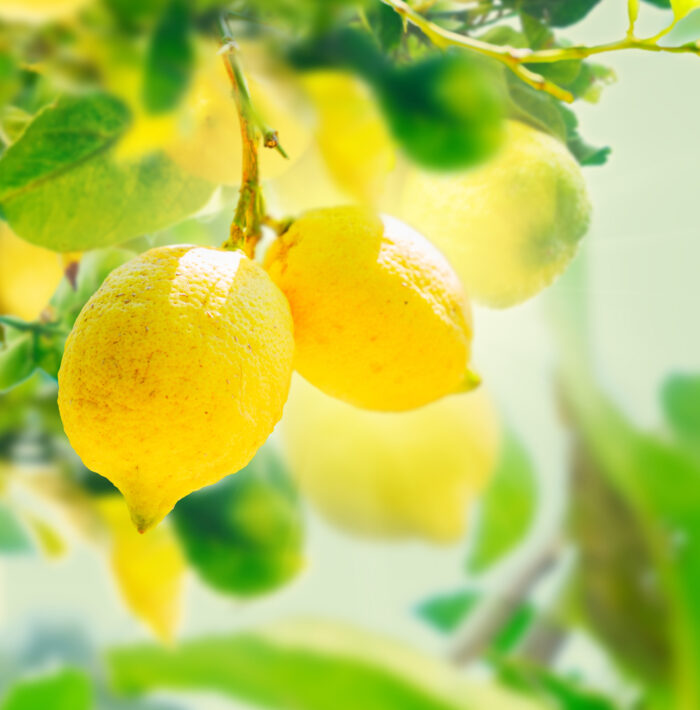 Lemon 4-Fold Super Concentrate