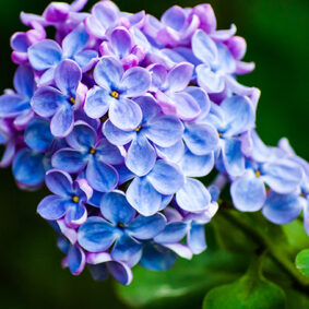 Lilac CO2