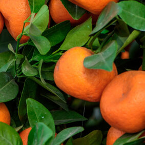 Mandarin Red E.O