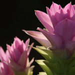 Zenzero Mango CO2 (TOTALE)