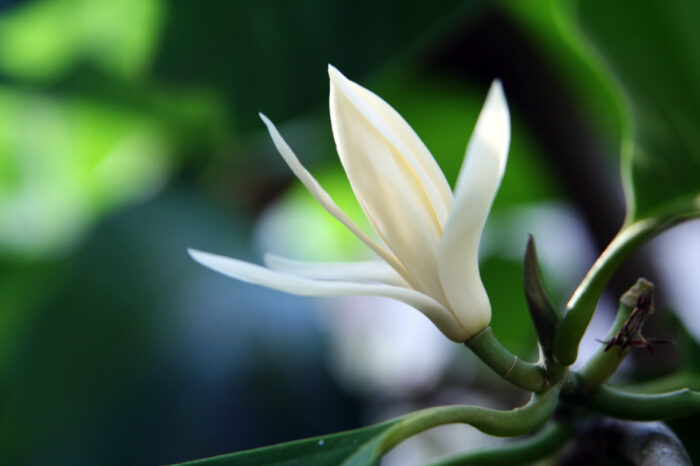 Magnolia Foglia Gold Olio Essenziale - immagine 2