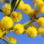 Mimosa Absolute dealbata