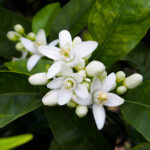 Moroccan Neroli