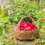 Rose Morocco Damascena Absolute