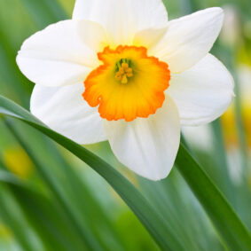 Narcissus CO2