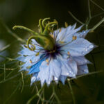 Nigella damascena absolute