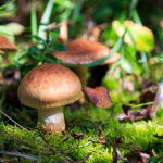 Ottanolo 3 Isolato Naturale