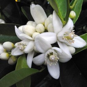 Orange Blossom Absolute