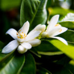 Orange Blossom Absolute Signature Gold