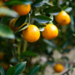 Petitgrain Water Absolute