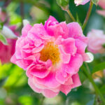 Muschio Di Rosa Gallica Moldava Biologica Otto