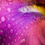 Orris Absolute 12% Irones