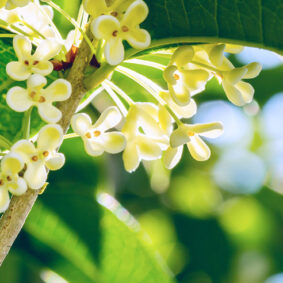 Osmanthus