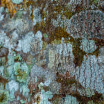 Oud Della Giungla Meghalayana Olio Essenziale