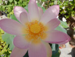 Loto Rosa Assoluta - immagine 2
