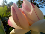 Loto Rosa Assoluta - immagine 3