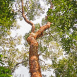 Palo Santo Essential Oil