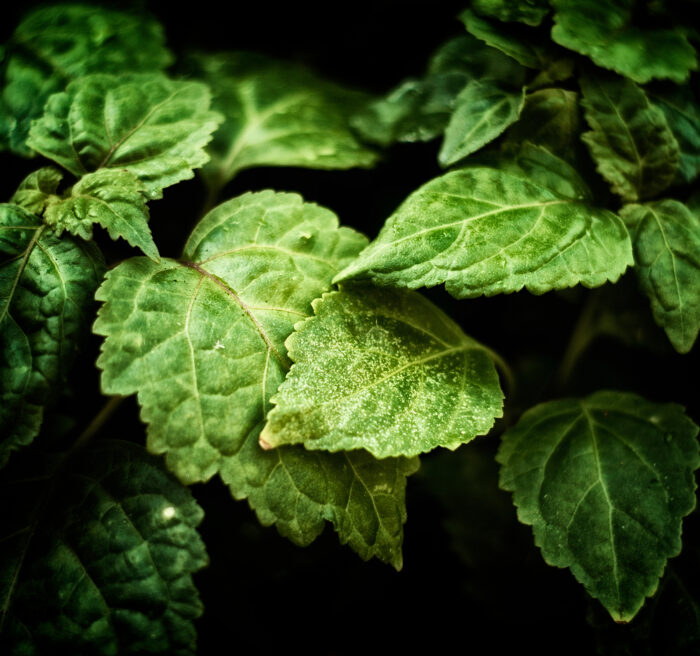 Patchouli Classics Assoluta - immagine 1