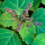 Patchouli Light Olio Essenziale