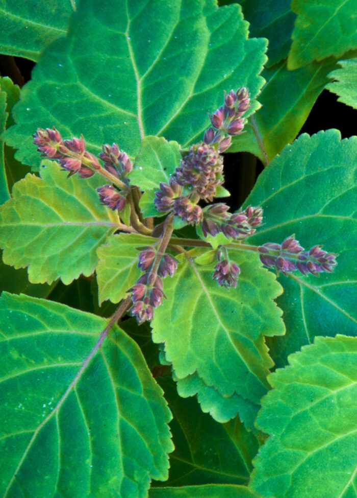 Patchouli Light Olio Essenziale - immagine 1