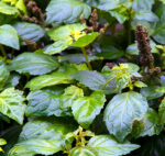 Patchouli Absolute