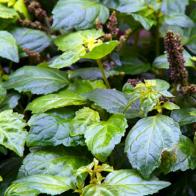 Patchouli Absolute
