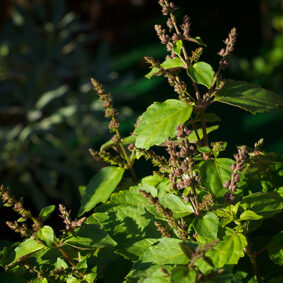 Patchouli dark essential oil