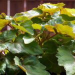 Patchouli Molecular Distilled Essential Oil