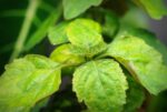 Patchouli Cuore CO2 (Select) - immagine 2