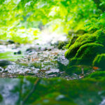 Patchoulol +95% Natural Isolate