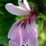 Organic Geranium Essential Oil