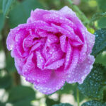Rose Otto Persian Dew