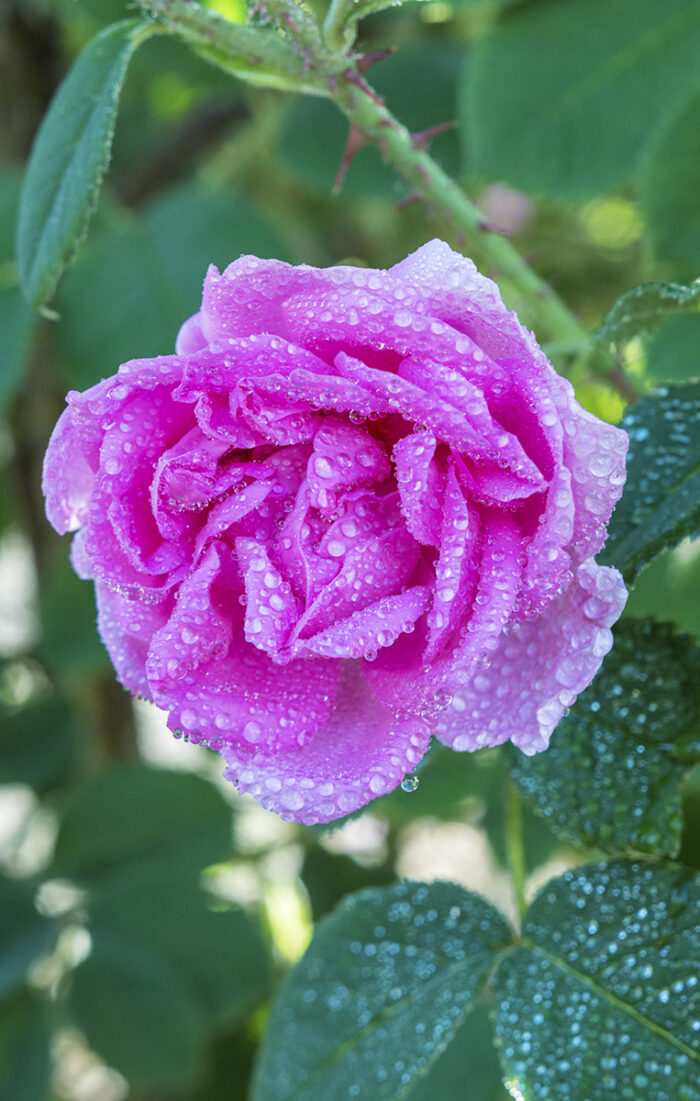 Rose Otto Persian Dew - immagine 1