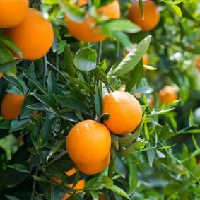 Petitgrain Bigaradier Essential Oil