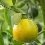 petitgrain bergamotier essential oil