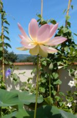 Pink Lotus Absolute