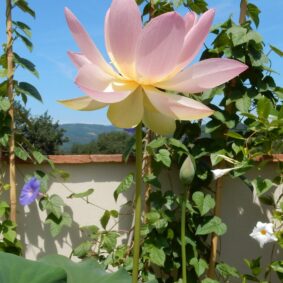 Pink Lotus Absolute