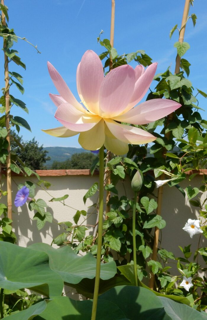 Pink Lotus Absolute