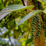 Black Pepper Absolute