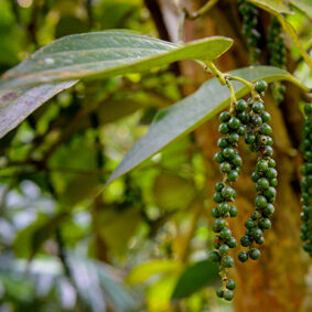 Black Pepper Absolute