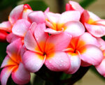 Frangipani Absolute