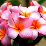 Frangipani Absolute