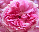 Rose Absolute Pink Supreme
