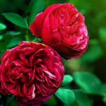 Rose Absolute Super Premium