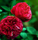 Rose Absolute Super Premium