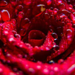 Bulgarian Rose Concrete