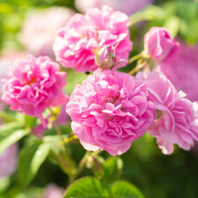 Rose Bulgarian Otto