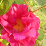 Rosa Gallica Fruttata Dolce Assoluta