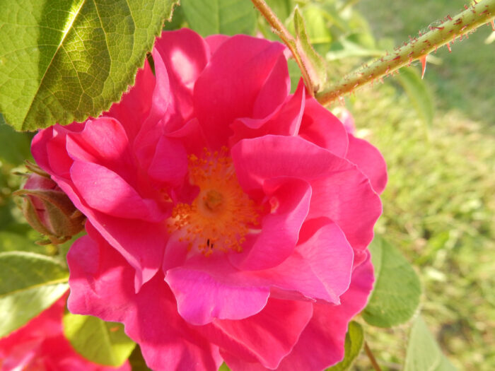 Rosa Gallica Fruttata Dolce Assoluta - immagine 1